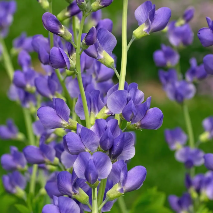 Blue Wild Indigo plant