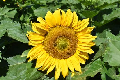 Dwarf Sunspot Sunflower plant