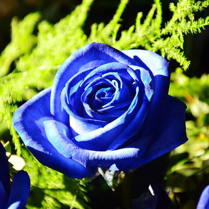 Blue Climbing Rose plant