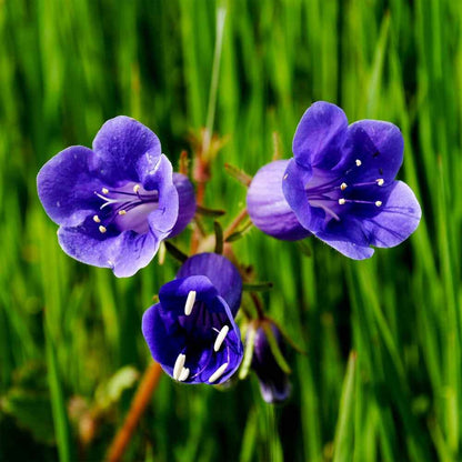 California Bluebell plant