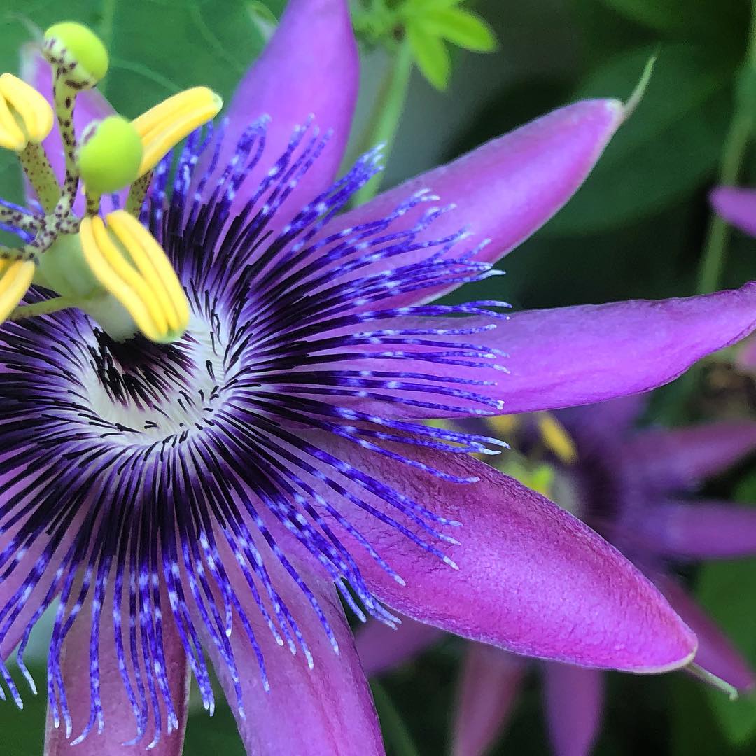 Purple Grandilla Passion plant