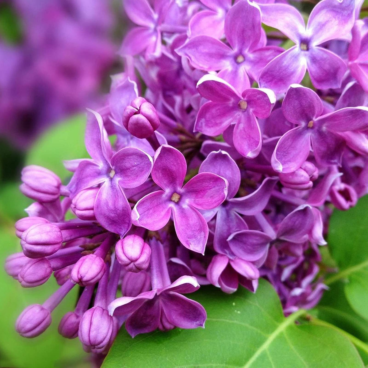 Purple Lilac plant