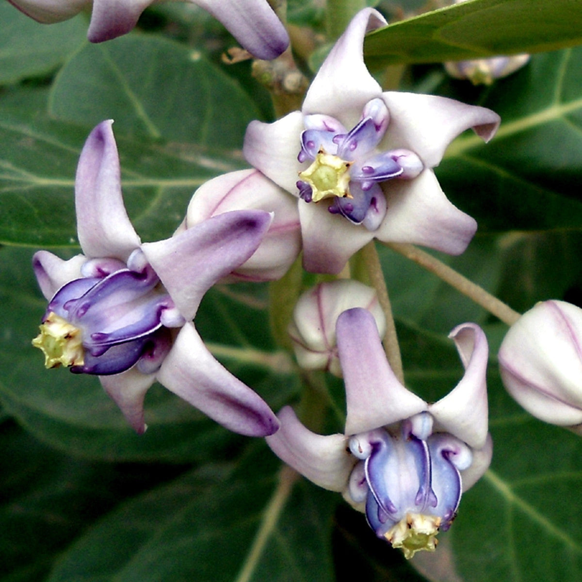 Milkweed Calotropis Gigantea plant