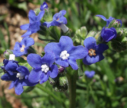 Blue Angel Anchusa plant