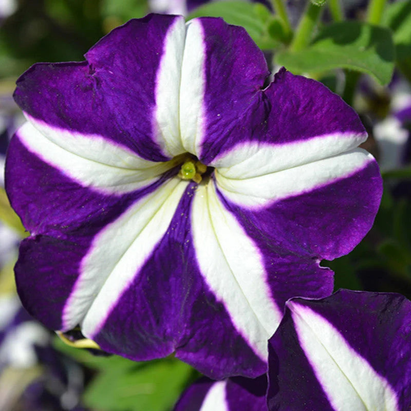 Violet White flower seeds