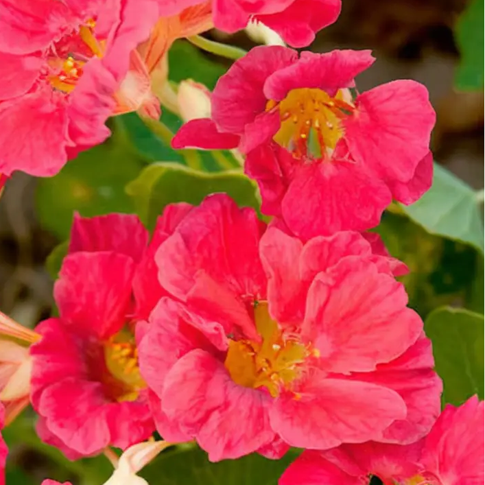 Rose Jewel Nasturtium plant