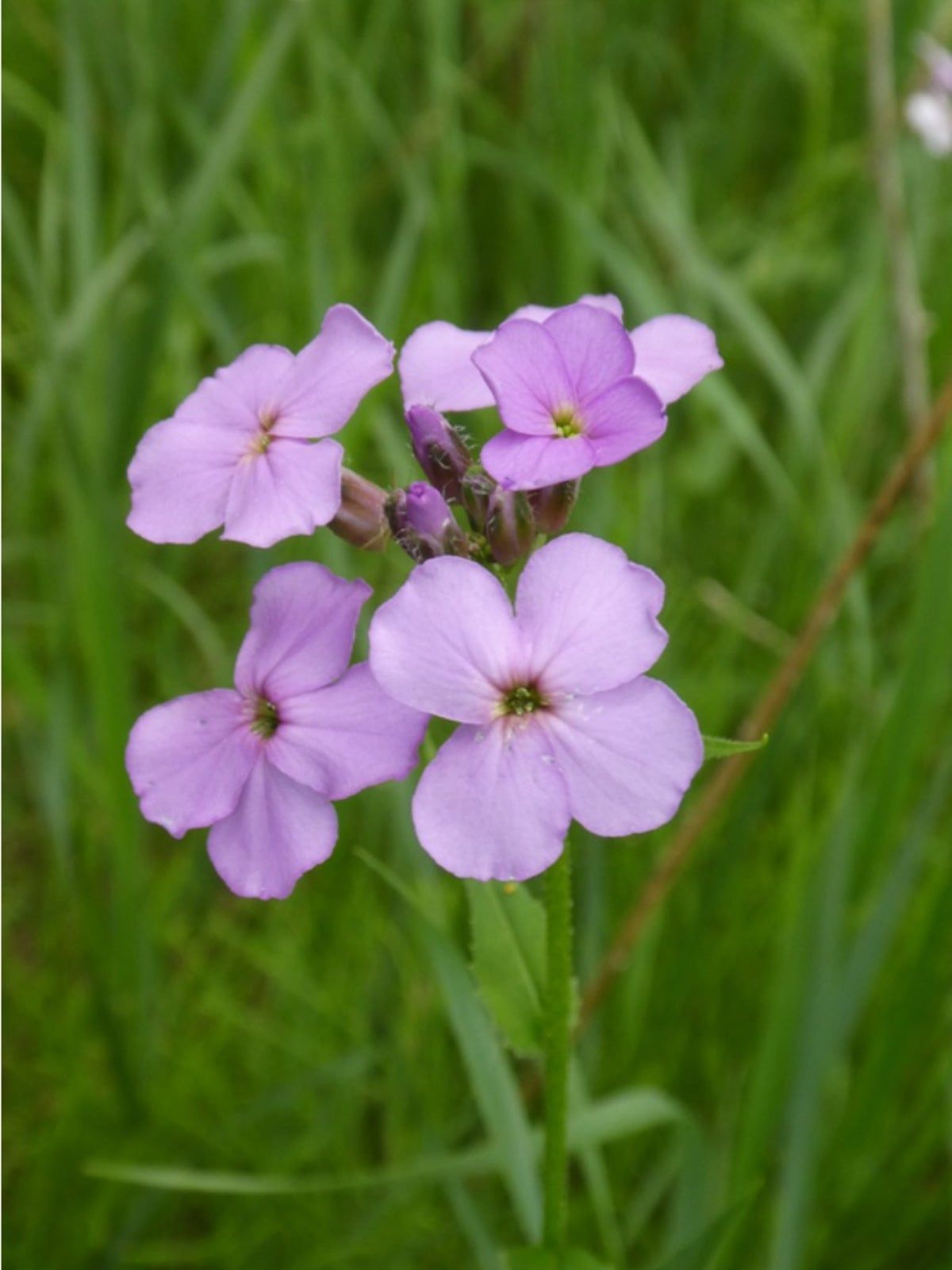 Perennial Dame's Rocket plant