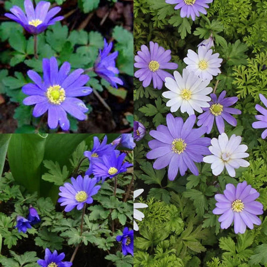 Anemone Blanda flower seeds