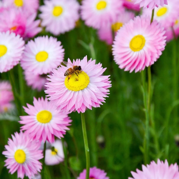 Tolerant Paper Daisy plant