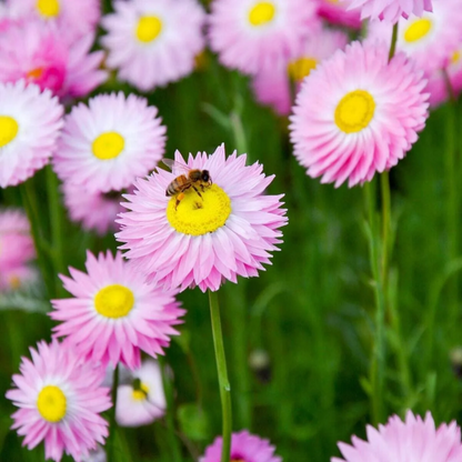 Tolerant Paper Daisy plant