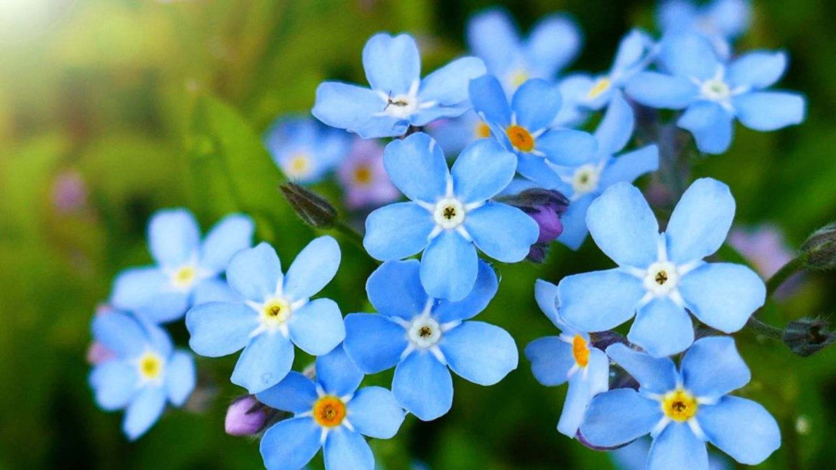 Classic Blue Forget-Me-Not plant