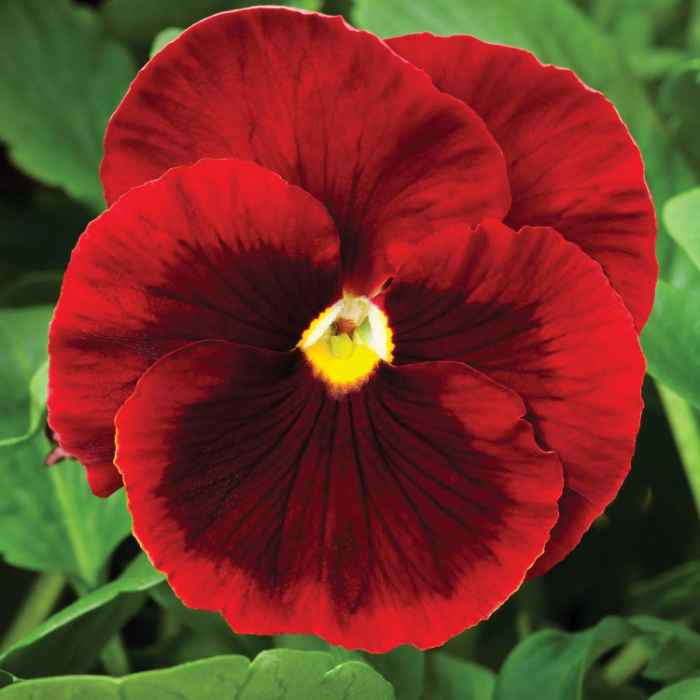 Red Pansy plant
