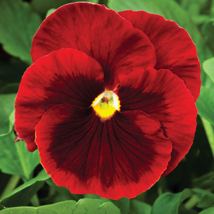 Red Pansy plant