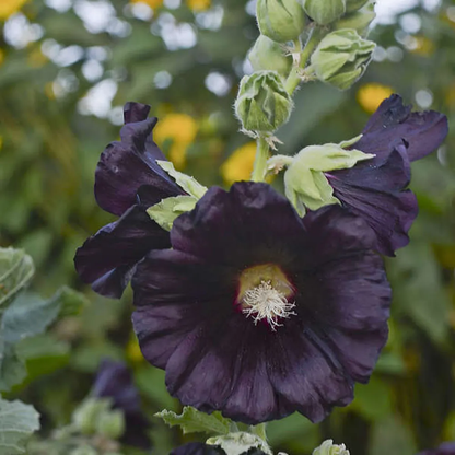 Blacknight Hollyhock plant