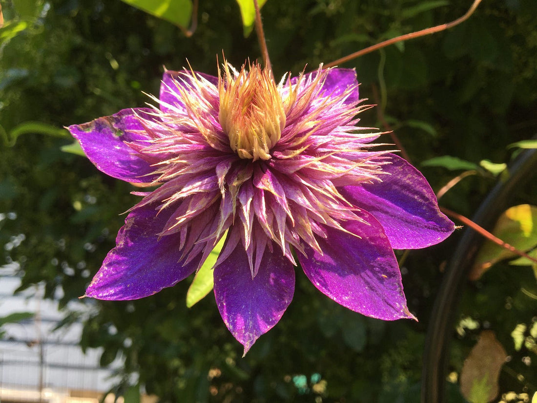 Yellow Purple flower seeds