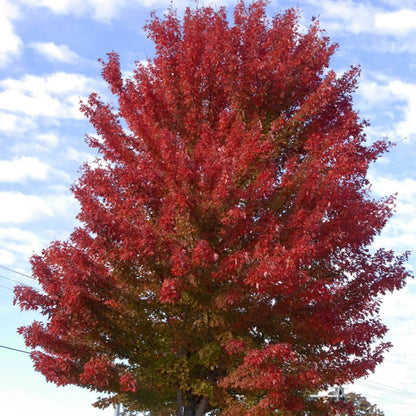Blaze Maple Tree plant