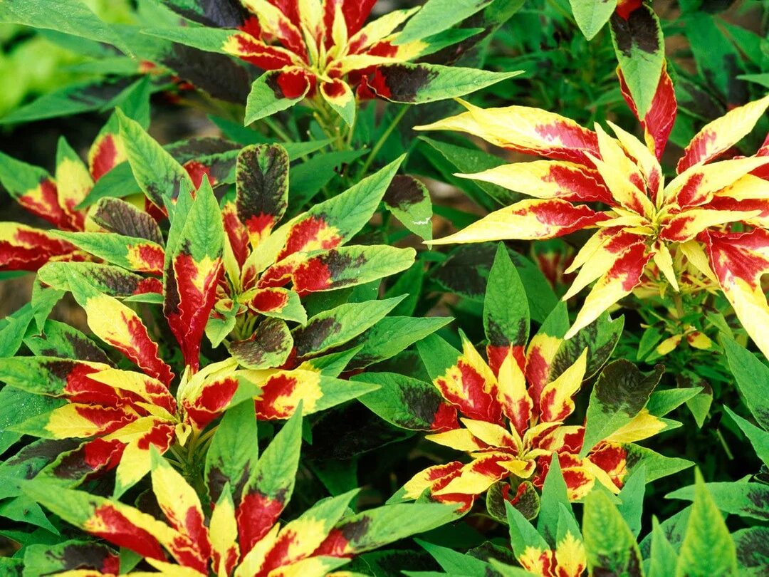 Red Yellow Poinsettia Flower Seeds for Planting – Colorful Holiday Garden Plant