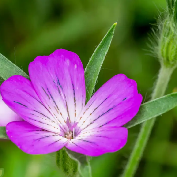 Common Corncockle plant