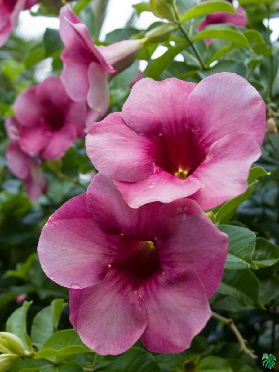 Blanchetii Allamanda plant