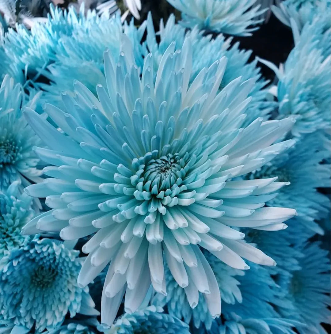 Sky Blue flower seeds