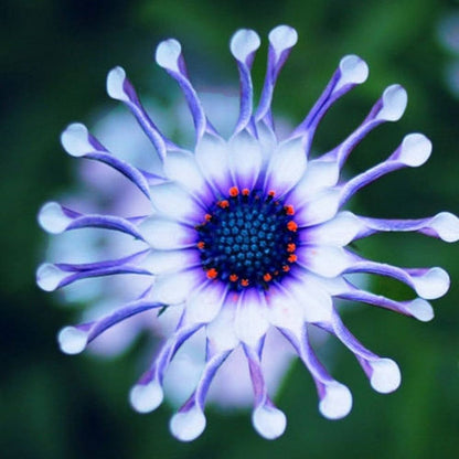 Blue Daisy plant