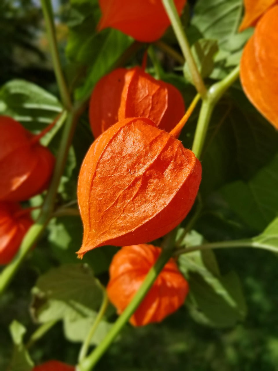 Chinese Lantern Lantern plant