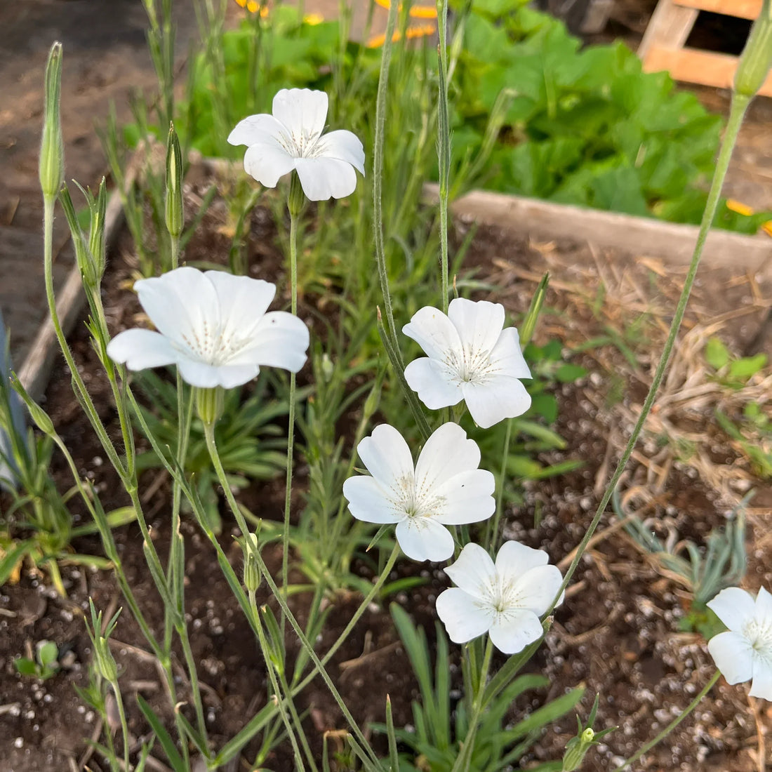 Agrostemma Ocean flower seeds