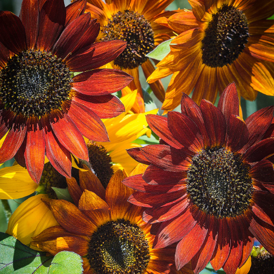 Bicolor Sunflower plant