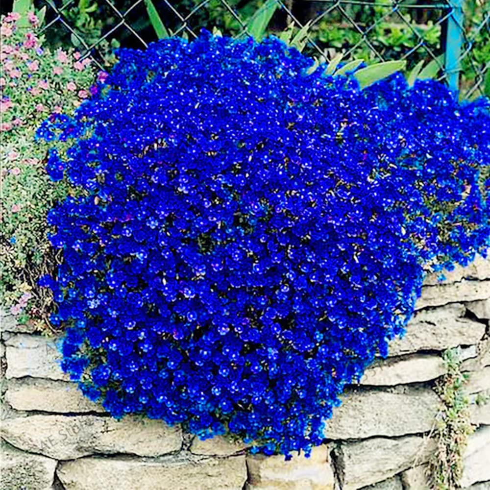 Dark Blue Aubrieta plant