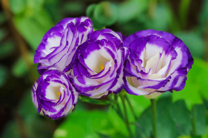 Prairie Gentian Lisianthus plant
