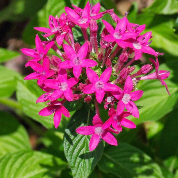 Pink Pentas flower seeds