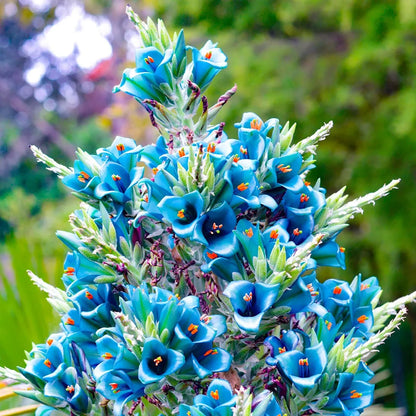 Sapphire Tower plant