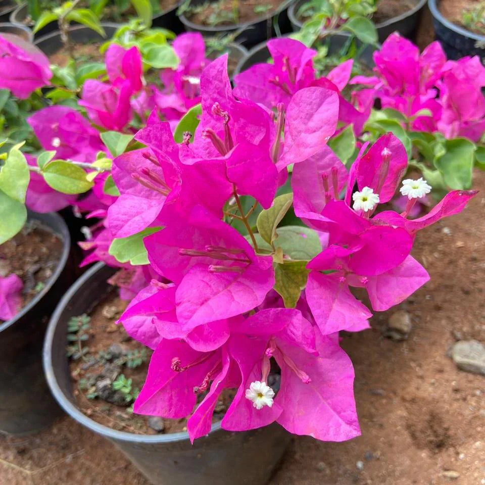 Pink Bougainvillea flower seeds