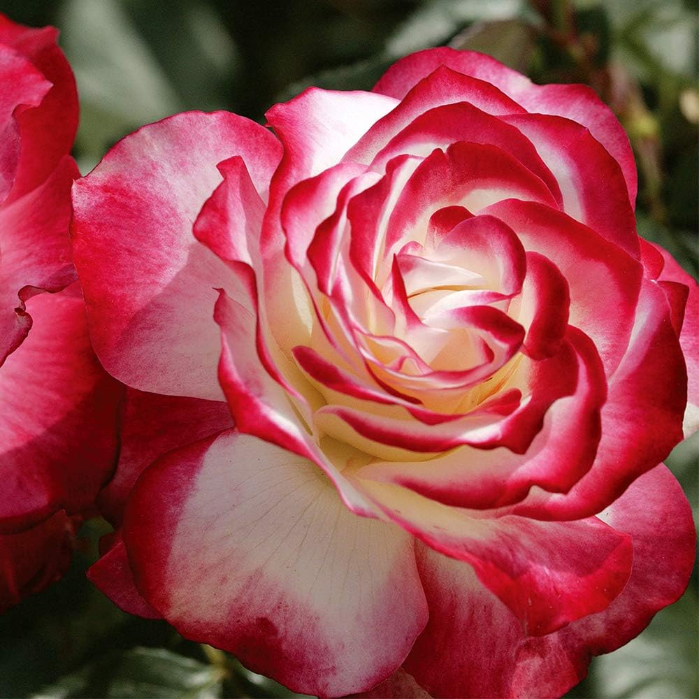 Rosa plant