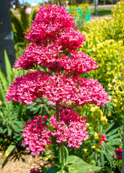 Perennial Red Valerian plant