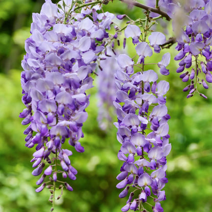 Wisteria flower seeds