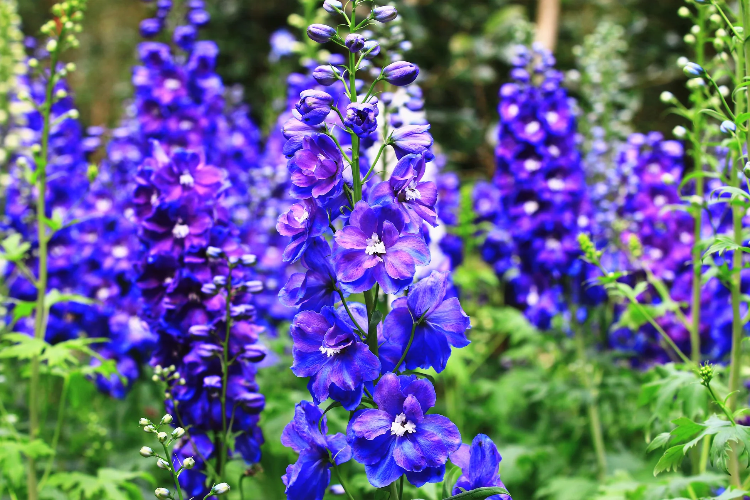 Blue Spire Larkspur plant