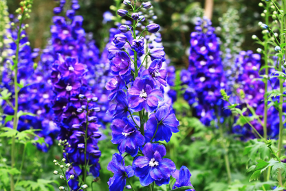 Blue Spire Larkspur plant