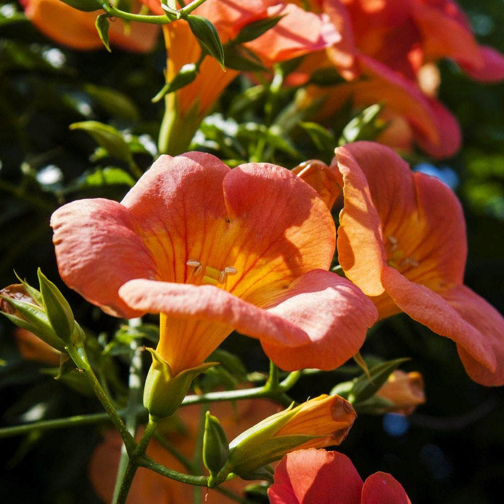 Scarlet Trumpet Vine plant