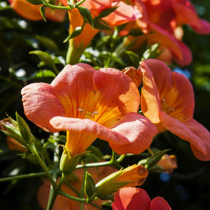 Scarlet Trumpet Vine plant