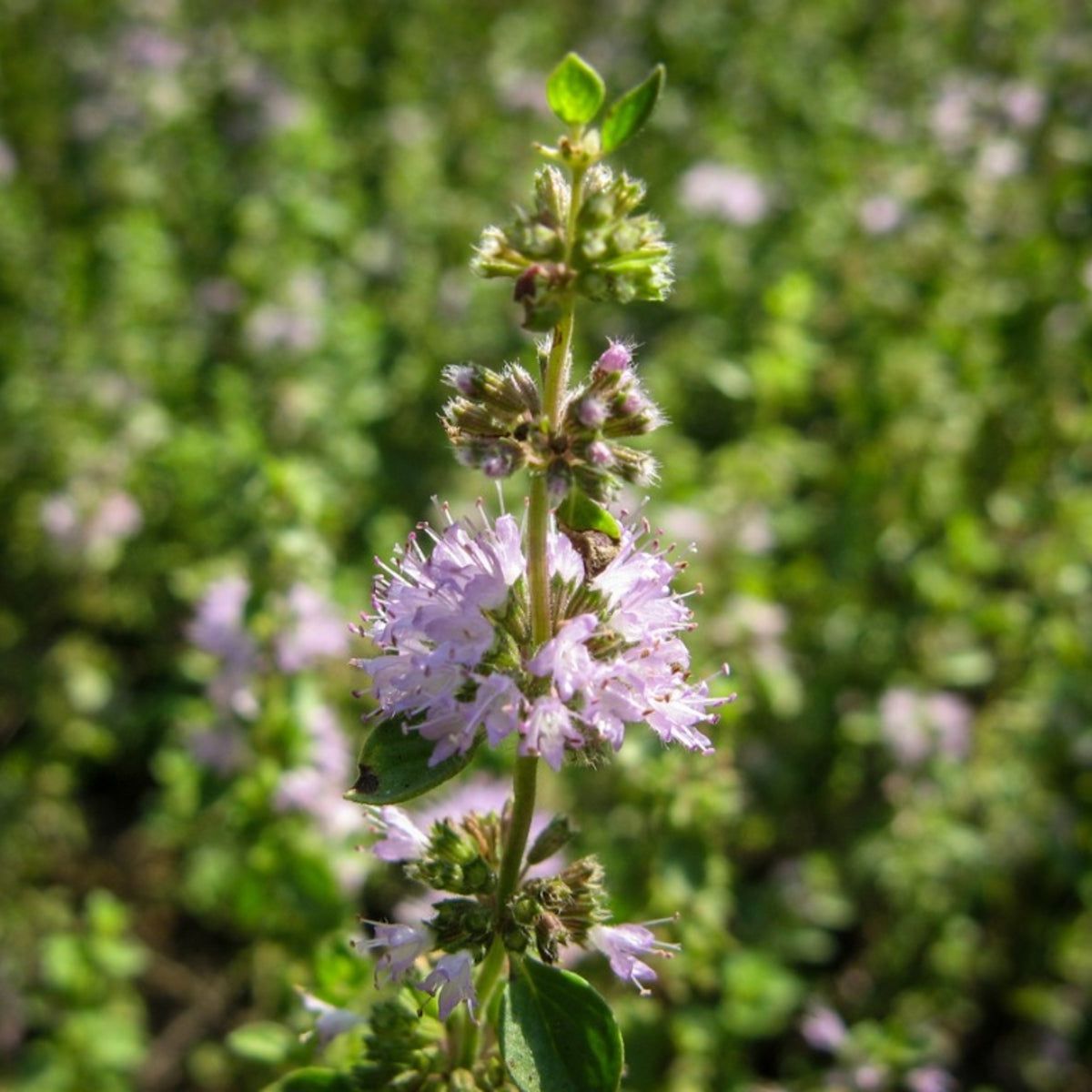 Perennial Pennyroyal plant