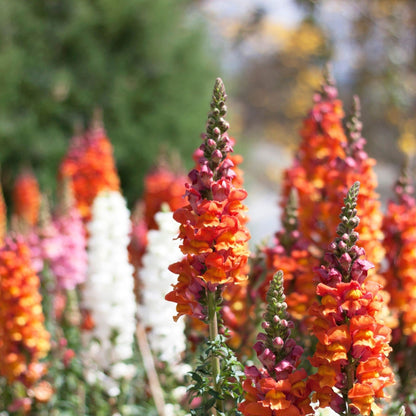 Antirrhinum Majus Snapdragon plant