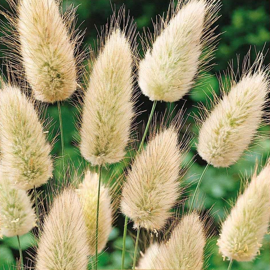 Grass Lagurus Ovatus plant