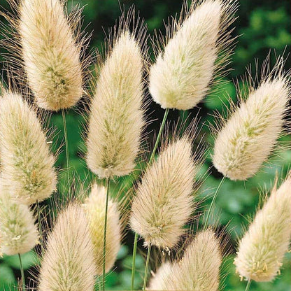 Grass Lagurus Ovatus plant