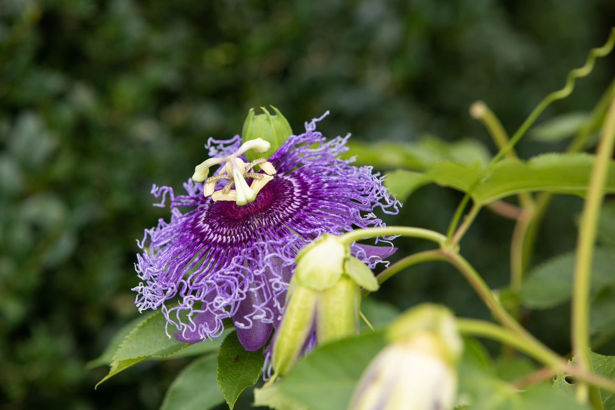 Passion Passiflora Incarnata plant