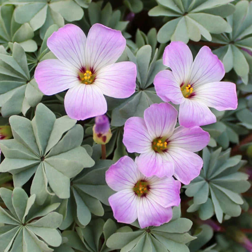 Oxalis Laciniata flower seeds