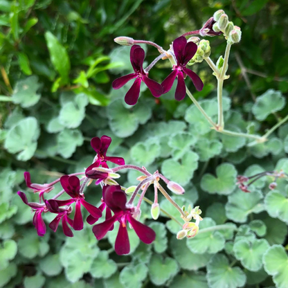 Geranium Pelargonium plant