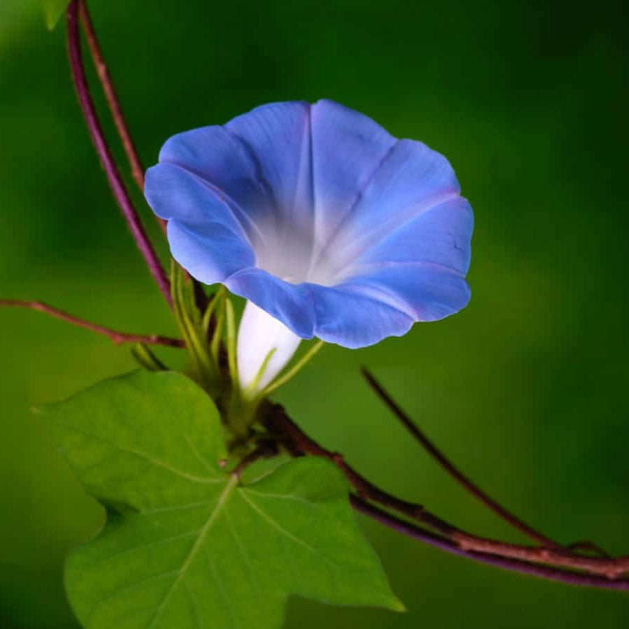 Blue Morning Glory plant