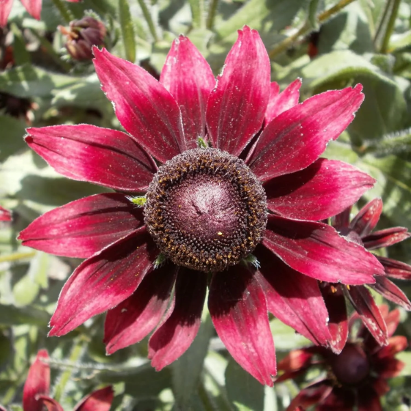 Cherry Brandy Rudbeckia plant