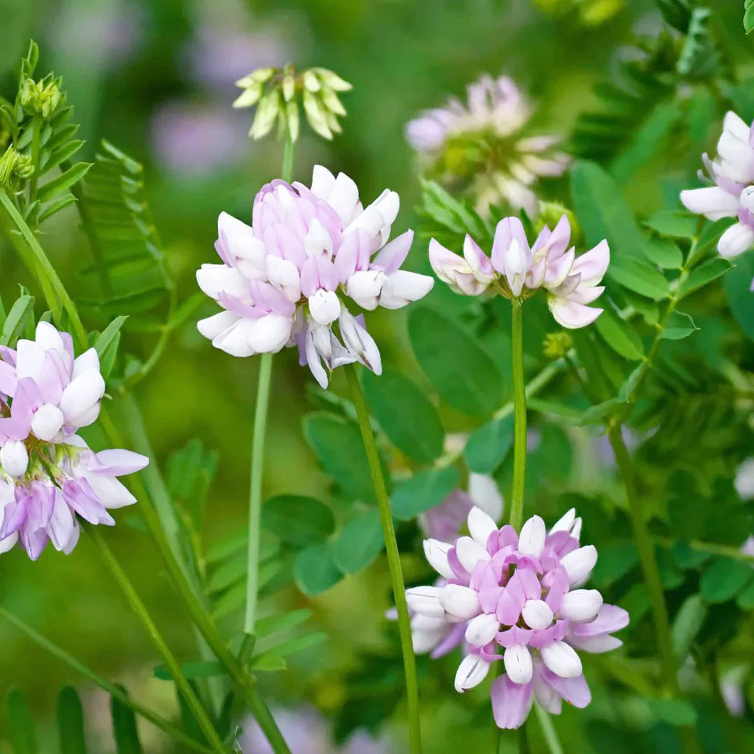 Violet Crown flower seeds